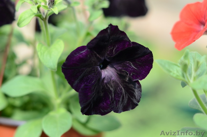 Рассада петунии, сурфинии, бегонии, гацании, пеларгонии, вербены, гвоздики и др. - Изображение #2, Объявление #1067968