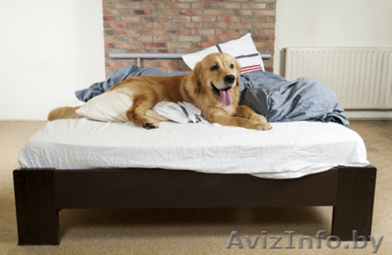 Присмотр за домашними животными - Изображение #3, Объявление #1079664