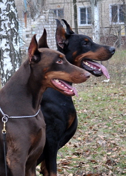 шикарные щенки добермана - Изображение #1, Объявление #1076130