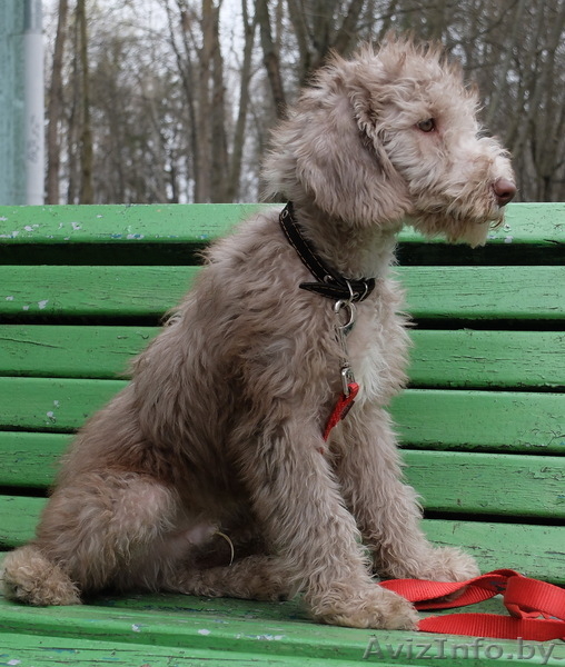 Очаровательные щенки Бедлингтон-терьера в заботливые руки - Изображение #5, Объявление #1071711