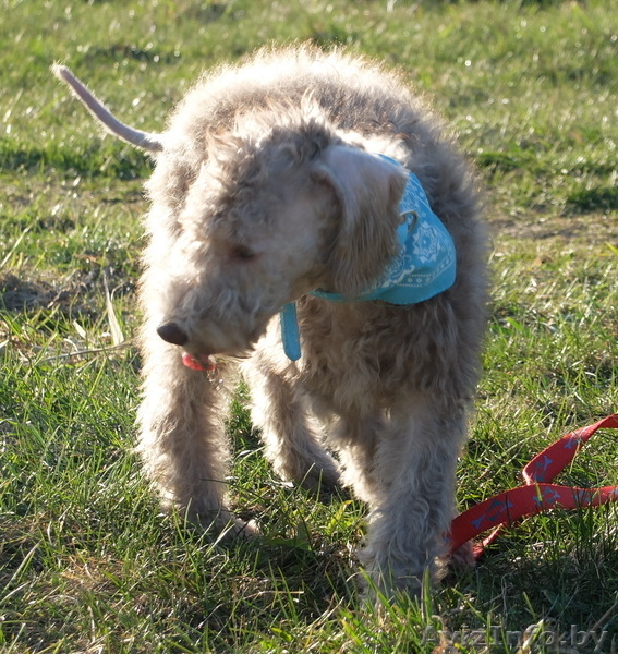 Очаровательные щенки Бедлингтон-терьера в заботливые руки - Изображение #4, Объявление #1071711