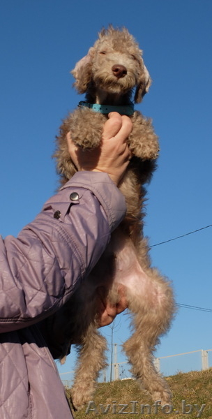 Очаровательные щенки Бедлингтон-терьера в заботливые руки - Изображение #6, Объявление #1071711