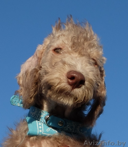 Очаровательные щенки Бедлингтон-терьера в заботливые руки - Изображение #1, Объявление #1071711