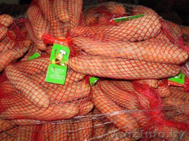 Картофель,морковь,свекла,лук "МИСТЕР ОВОЩ". - Изображение #1, Объявление #1072455