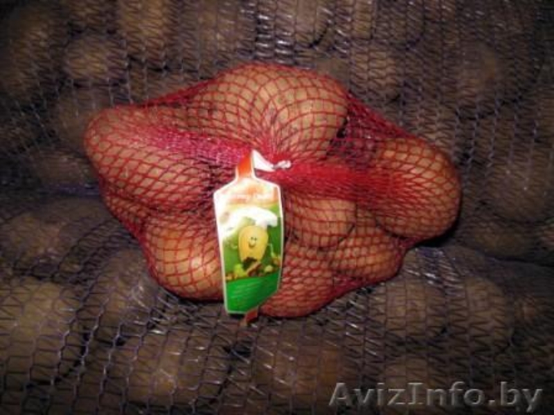 Картофель,морковь,свекла,лук "МИСТЕР ОВОЩ". - Изображение #3, Объявление #1072455