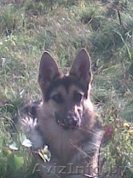 продам щенков восточно-европейской овчарки - Изображение #3, Объявление #1070883