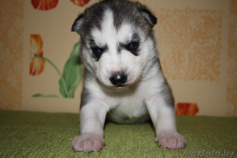 Голубоглазые щенки Сибирский хаски - Изображение #2, Объявление #1073416