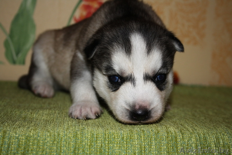 Голубоглазые щенки Сибирский хаски - Изображение #4, Объявление #1073416