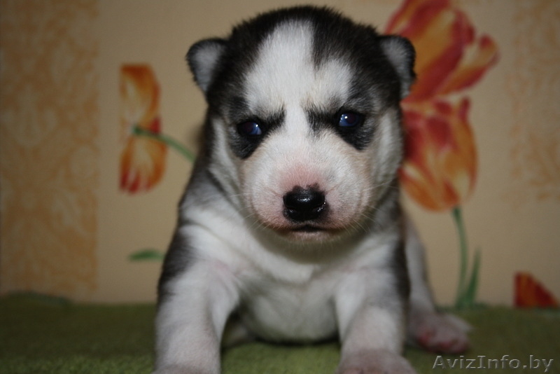 Голубоглазые щенки Сибирский хаски - Изображение #5, Объявление #1073416