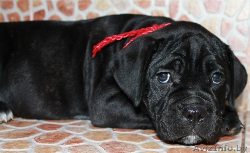 кане корсо - внуки двукратного Чемпиона Мира - Изображение #2, Объявление #1072496