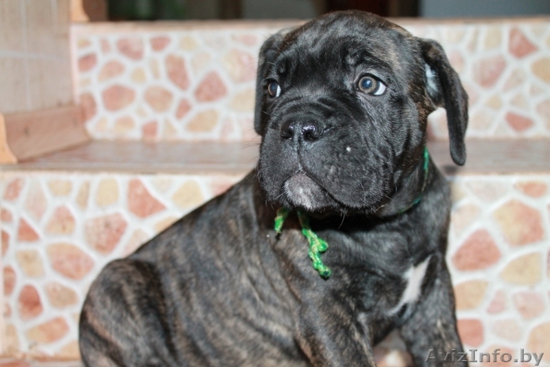 кане корсо - внуки двукратного Чемпиона Мира - Изображение #4, Объявление #1072496