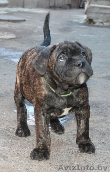 кане корсо - внуки двукратного Чемпиона Мира - Изображение #7, Объявление #1072496