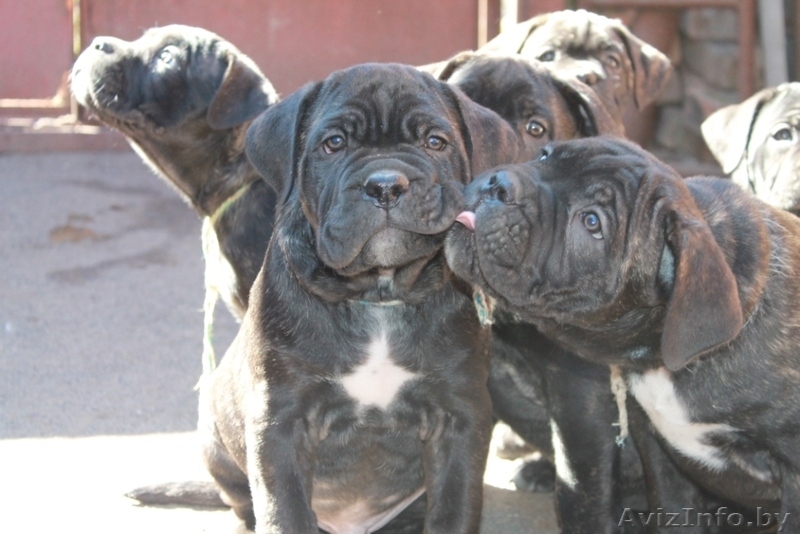 кане корсо - внуки двукратного Чемпиона Мира - Изображение #6, Объявление #1072496