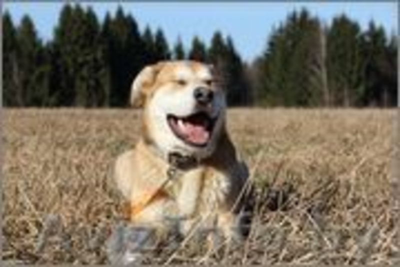 Самая лучшая собака в дар - Изображение #2, Объявление #1069999