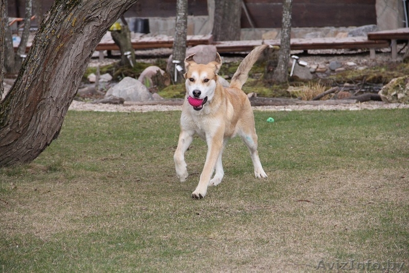 Самая лучшая собака в дар - Изображение #3, Объявление #1069999
