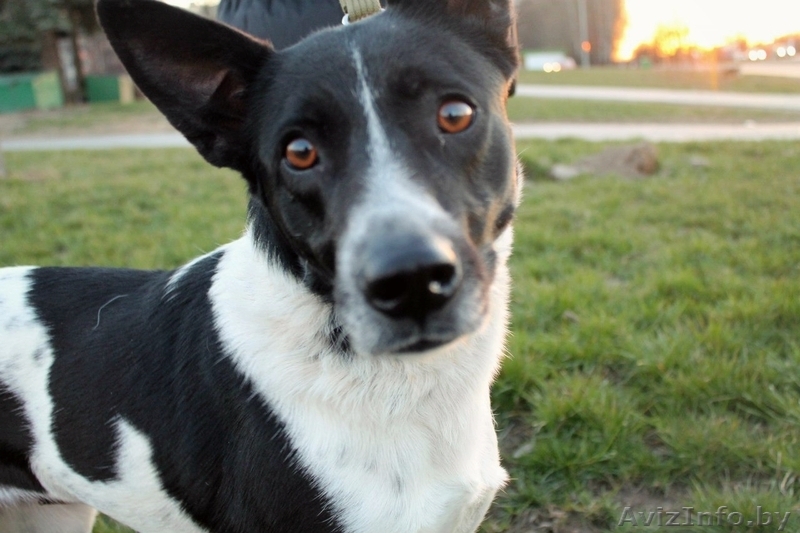 Джуля - собака для семьи в добрые руки - Изображение #2, Объявление #1066881