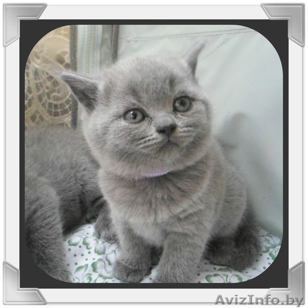 британские котики - Изображение #1, Объявление #1081285