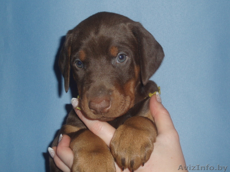 шикарные щенки добермана - Изображение #2, Объявление #1076130