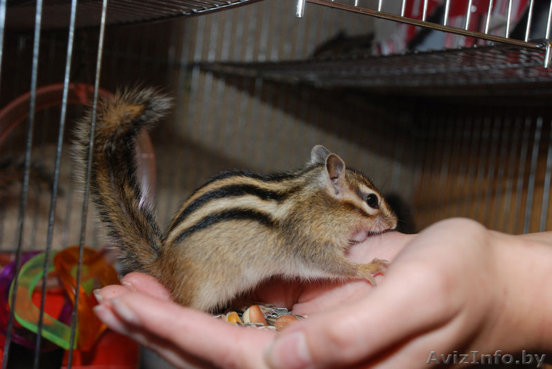 Продажа Бурундучков - Изображение #2, Объявление #1078603