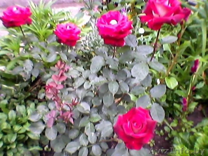 Дача Слуцкое шоссе 35 км. от МКАД - Изображение #9, Объявление #1082408