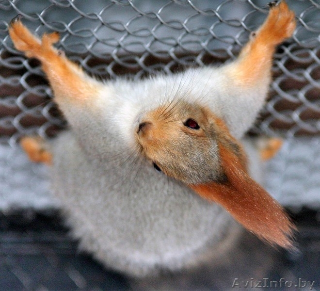 Белочки (Сибирской)-Телеутки - Изображение #4, Объявление #1082784