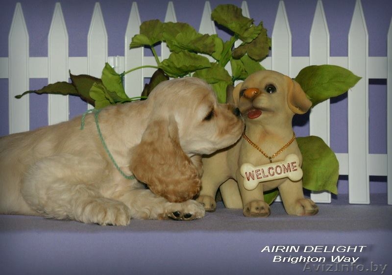 Красивые породные щенки американского кокер спаниеля! - Изображение #3, Объявление #1086917