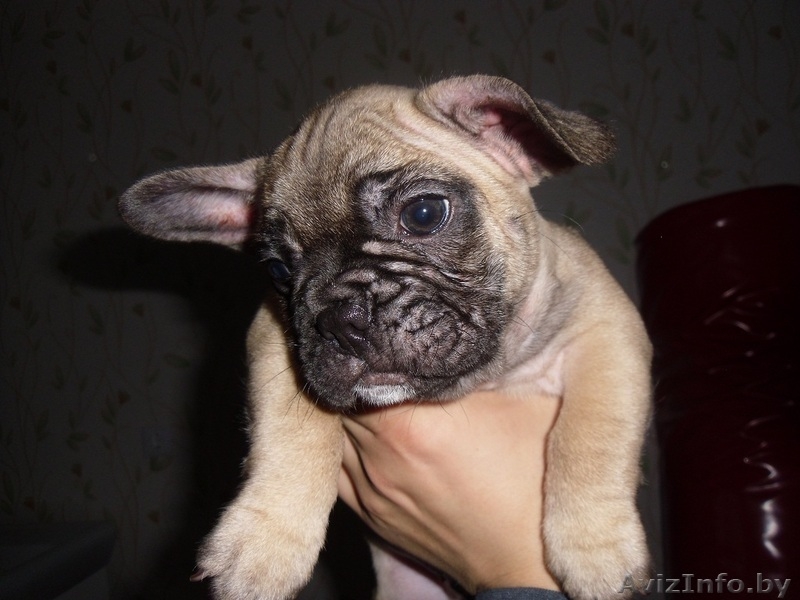 Замечательные щенки французского бульдога с родословной - Изображение #5, Объявление #1088301