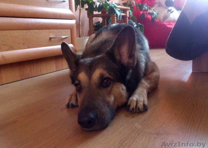 В добрые руки собака Серж! - Изображение #1, Объявление #1092346