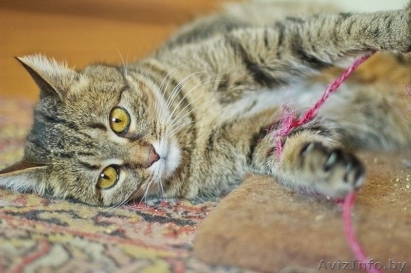 Ириска - молодая кошечка, похожая на британку в дар! - Изображение #1, Объявление #1091144