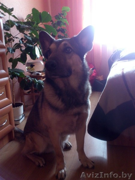 В добрые руки собака Серж! - Изображение #2, Объявление #1092346