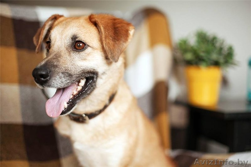 Трогательная собака Апельсинка в добрые руки - Изображение #4, Объявление #1091449