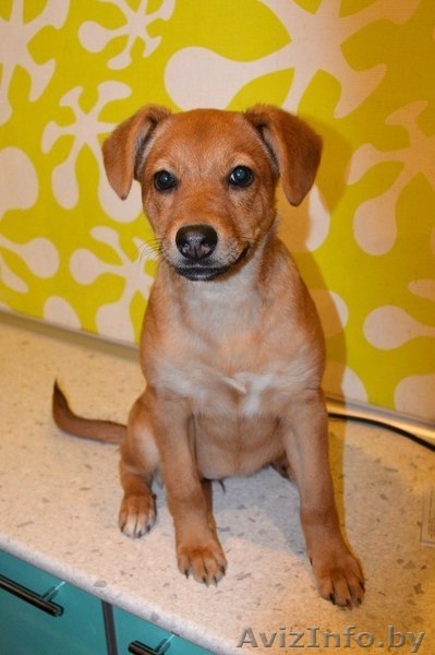 Озорная и еще совсем юная девочка Милена в дар! - Изображение #1, Объявление #1091141