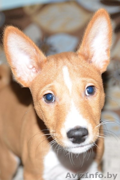  Продаются щенки БАСЕНДЖИ. - Изображение #1, Объявление #1084221