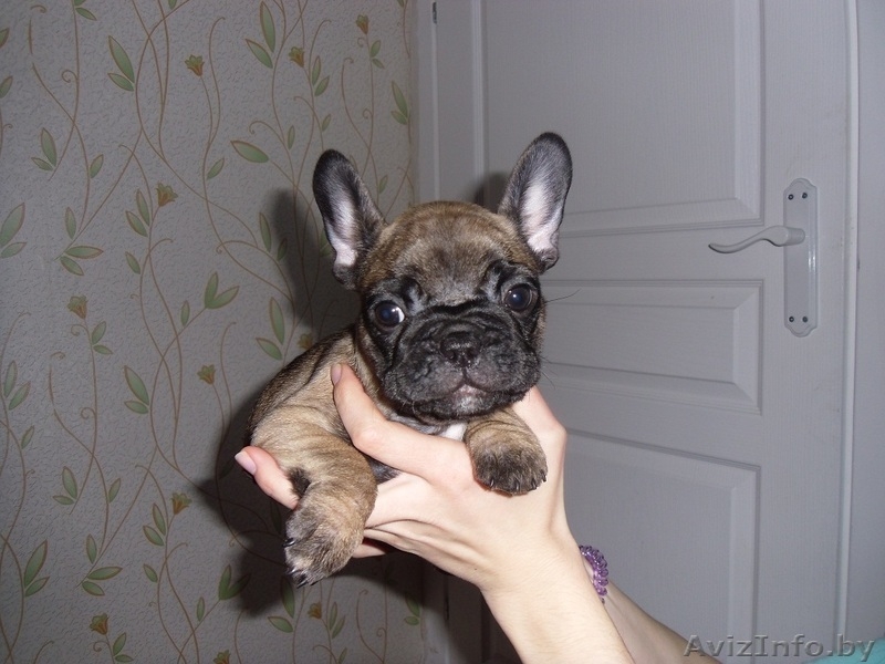 Замечательные щенки французского бульдога с родословной - Изображение #3, Объявление #1088301