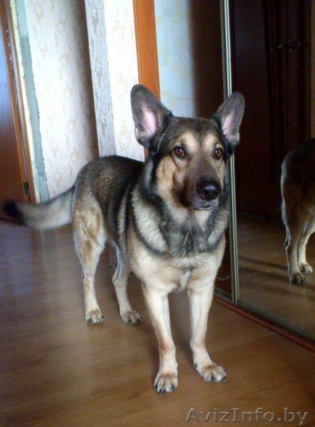 В добрые руки собака Серж! - Изображение #3, Объявление #1092346