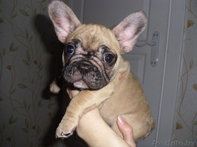Замечательные щенки французского бульдога с родословной - Изображение #4, Объявление #1088301
