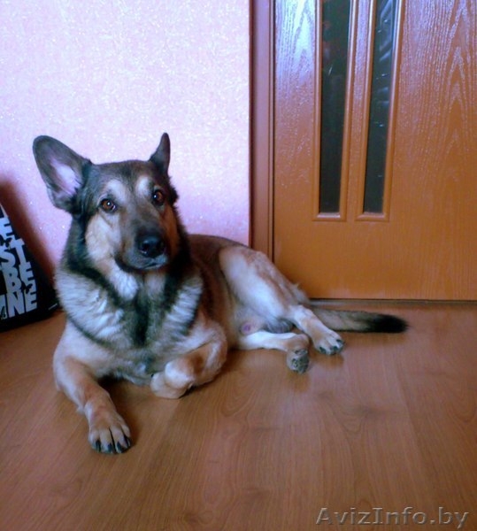 В добрые руки собака Серж! - Изображение #4, Объявление #1092346