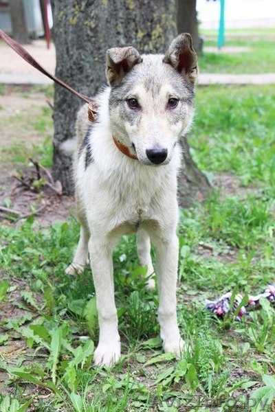 Метис лайки в дар! - Изображение #3, Объявление #1091142