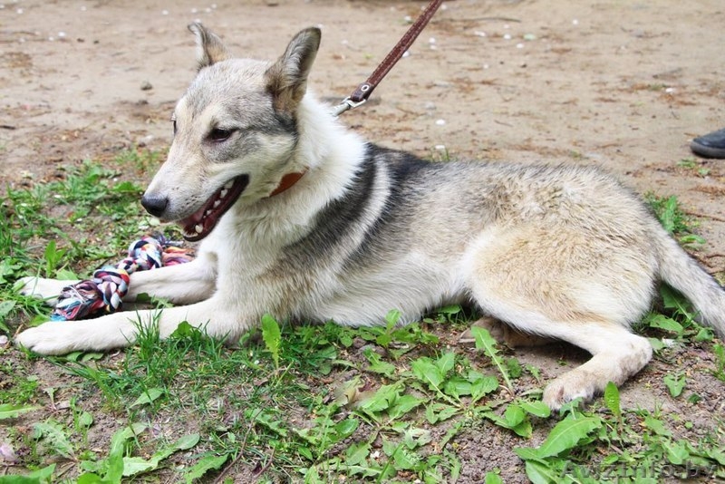 Метис лайки в дар! - Изображение #1, Объявление #1091142