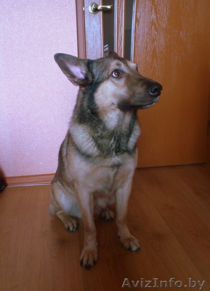 В добрые руки собака Серж! - Изображение #5, Объявление #1092346