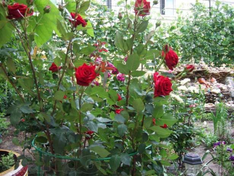 Отдых на берегу Черного Моря  в с.Курортном - Изображение #7, Объявление #713240