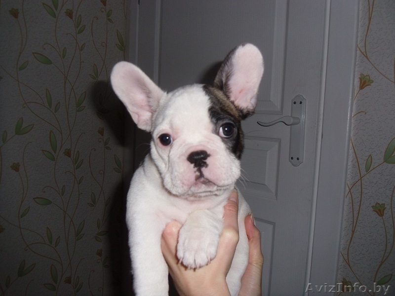 Замечательные щенки французского бульдога с родословной - Изображение #1, Объявление #1088301