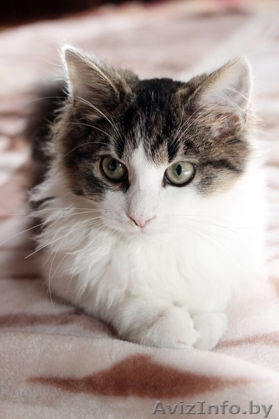 Замечательный мальчишка Эльфи в дар! - Изображение #1, Объявление #1091143