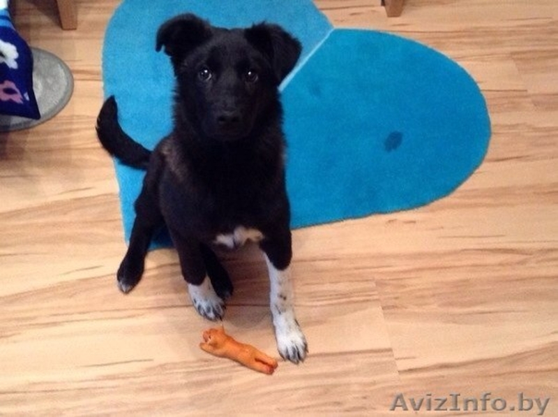 Щенуля  Сонечка ищет ПЕРЕДЕРЖКУ или , что лучше - СЕМЬЮ - Изображение #1, Объявление #1093866