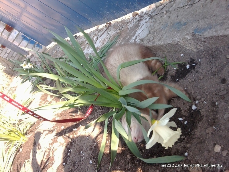 Батошка приглашает на Вязку Хорька - Изображение #2, Объявление #1084077