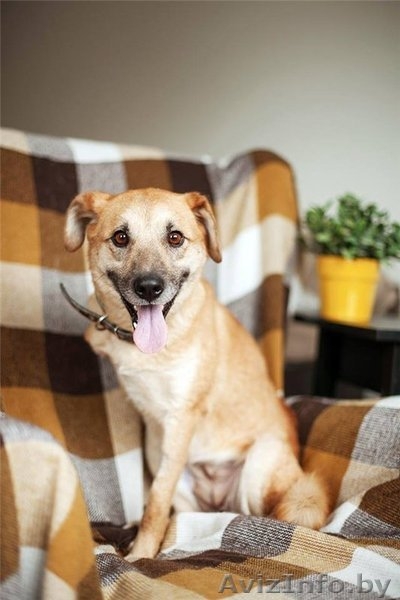 Трогательная собака Апельсинка в добрые руки - Изображение #2, Объявление #1091449