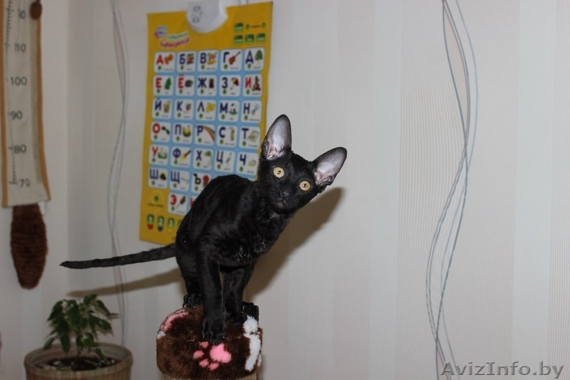 котенок корниш рекс - Изображение #3, Объявление #1084016