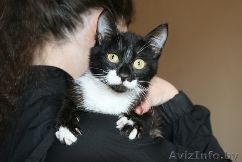 Котенок Маркиз окраса «маркиз» в дар - Изображение #1, Объявление #1094740