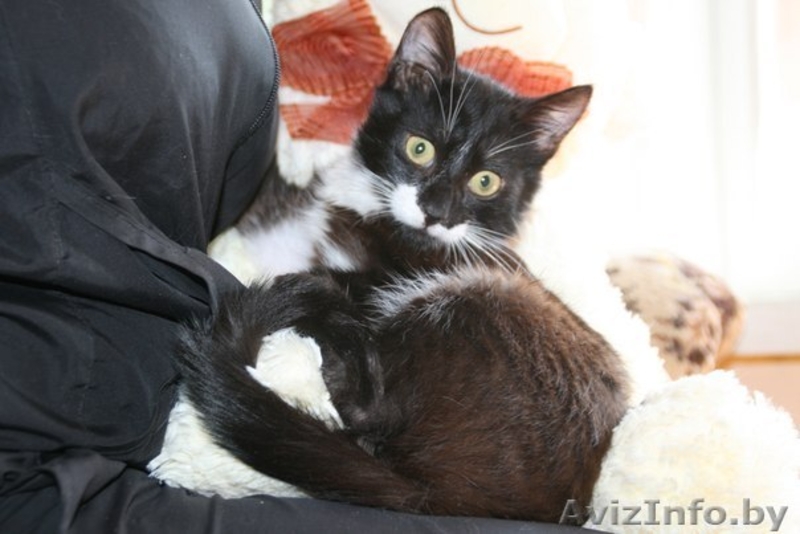 Котенок Маркиз окраса «маркиз» в дар - Изображение #2, Объявление #1094740