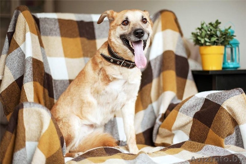 Трогательная собака Апельсинка в добрые руки - Изображение #3, Объявление #1091449